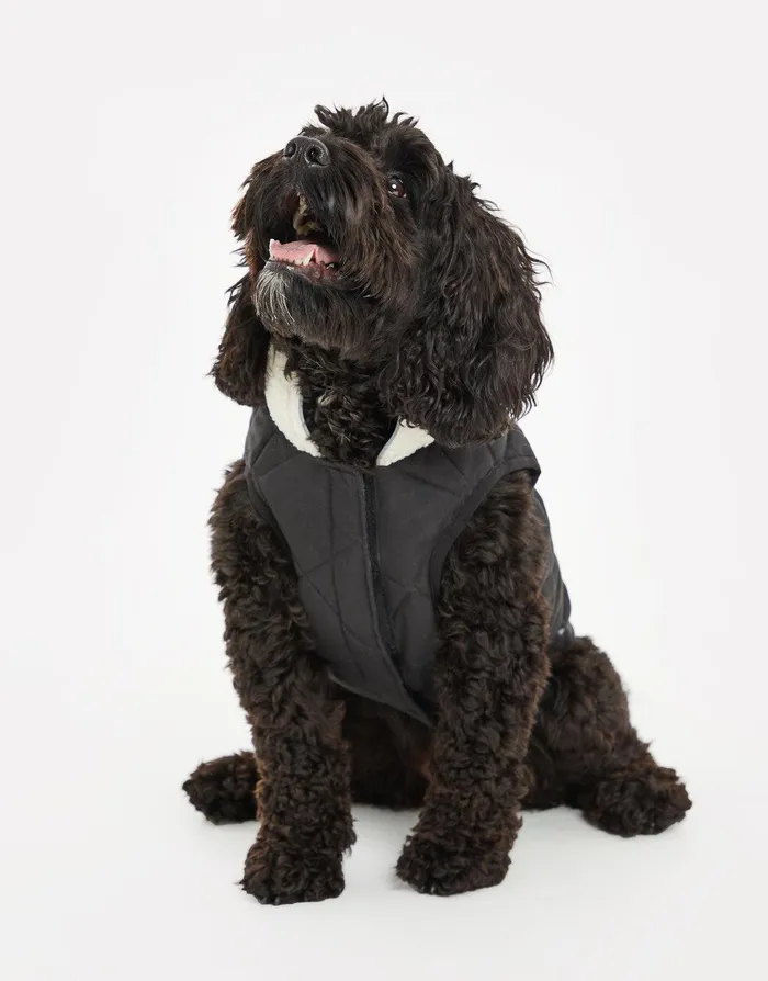 Dogs Dogs039 Black Quilted Jacket Black Threadbare Dog Jackets Dogs Dogs039 Black Quilted Jacket Black Threadbare Dog Jackets