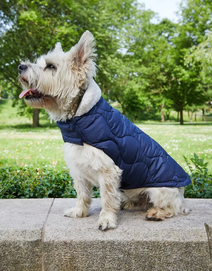 Dogs Dogs039 Navy Onion Quilted Jacket Navy Threadbare Dog Jackets