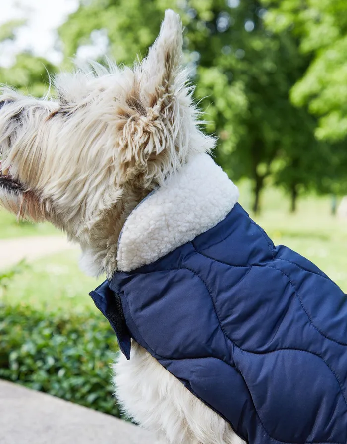 Dogs Dogs039 Navy Onion Quilted Jacket Navy Threadbare Dog Jackets Dogs Dogs039 Navy Onion Quilted Jacket Navy Threadbare Dog Jackets