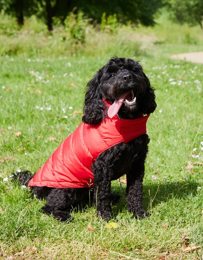 Dogs Dogs039 Red Puffer Jacket Red Threadbare Dog Jackets